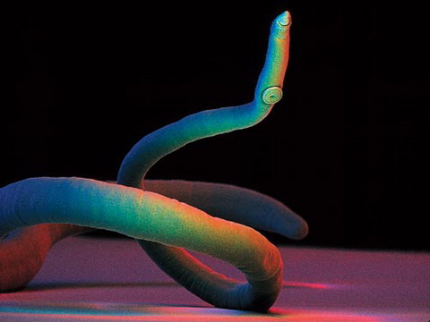 Picture 4 of 10 small enemies eat on human bodies