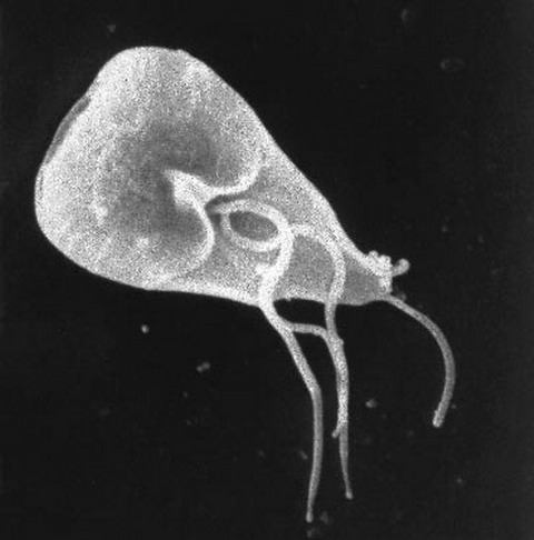 Picture 9 of 10 small enemies eat on human bodies