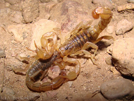 Picture 1 of 10 species of animals with strange mating behavior in the world