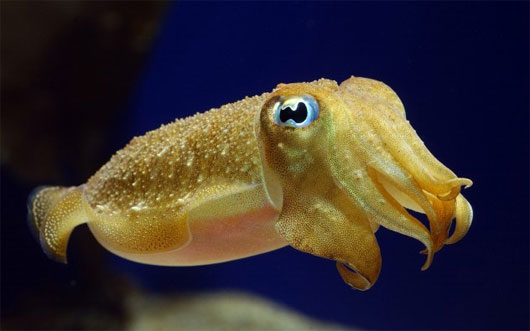Picture 10 of 10 species of animals with strange mating behavior in the world