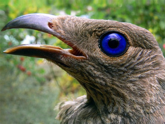 Picture 2 of 10 species of animals with strange mating behavior in the world