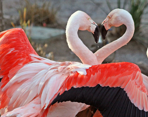 Picture 3 of 10 species of animals with strange mating behavior in the world