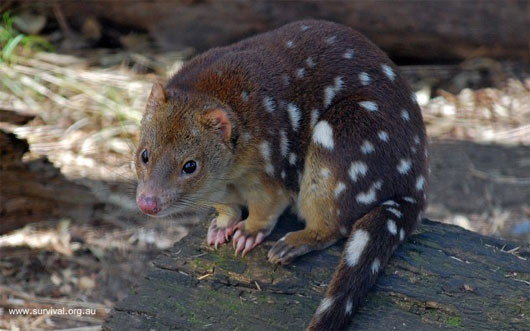 Picture 4 of 10 species of animals with strange mating behavior in the world