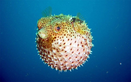 Picture 5 of 10 species of animals with strange mating behavior in the world