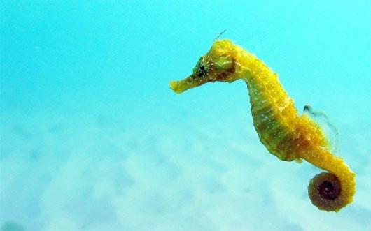 Picture 7 of 10 species of animals with strange mating behavior in the world