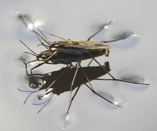Picture 9 of 10 species of animals with strange mating behavior in the world