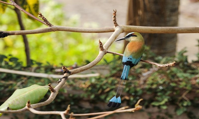 Picture 7 of 10 species of birds have beautiful long tail feathers