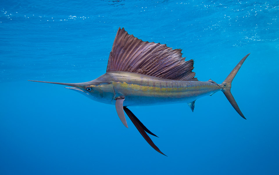 Picture 1 of 10 species of fish set the fastest swimming record in the world