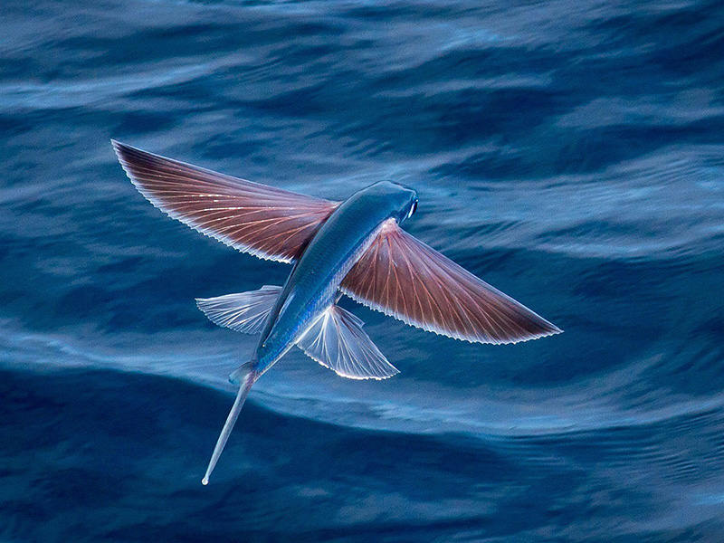 Picture 10 of 10 species of fish set the fastest swimming record in the world