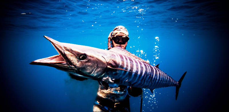 Picture 4 of 10 species of fish set the fastest swimming record in the world