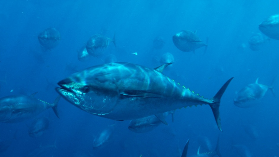 Picture 5 of 10 species of fish set the fastest swimming record in the world
