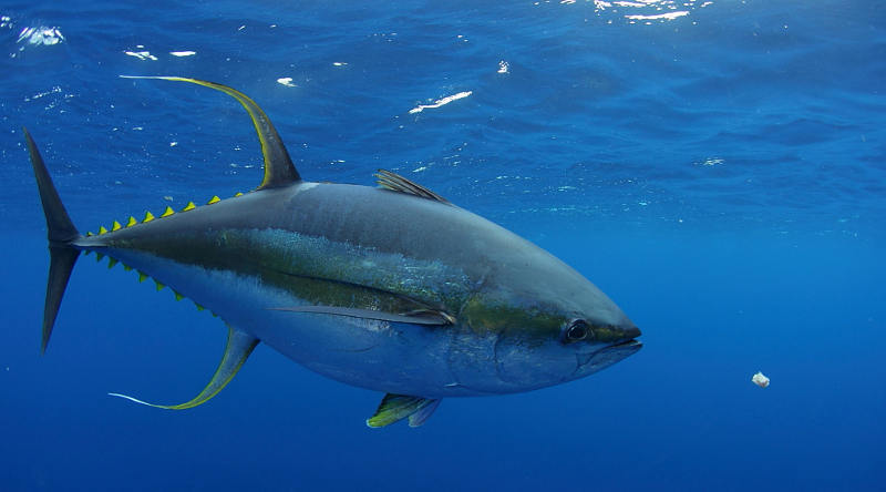 Picture 6 of 10 species of fish set the fastest swimming record in the world