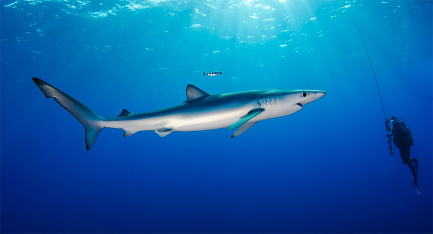 Picture 7 of 10 species of fish set the fastest swimming record in the world