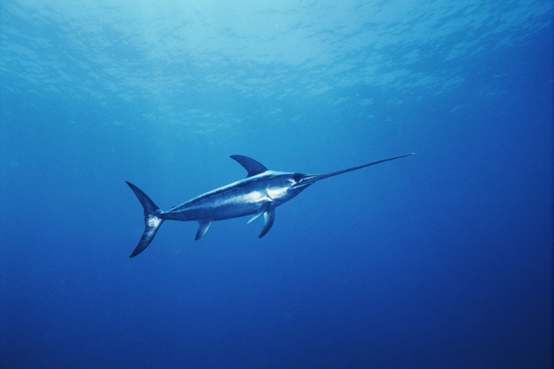 Picture 8 of 10 species of fish set the fastest swimming record in the world