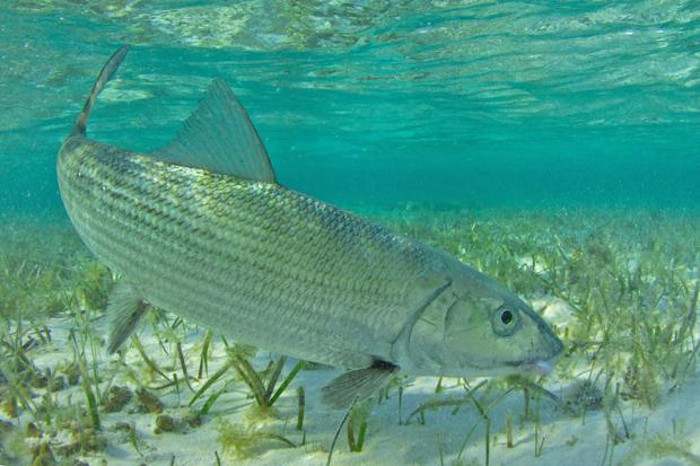 Picture 9 of 10 species of fish set the fastest swimming record in the world