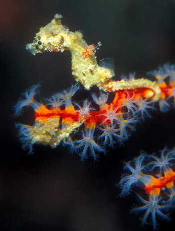 Picture 3 of 10 species of new discoveries are most prominent