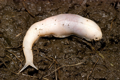 Picture 5 of 10 species of new discoveries are most prominent