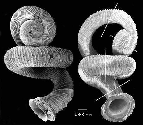 Picture 6 of 10 species of new discoveries are most prominent