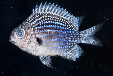 Picture 7 of 10 species of new discoveries are most prominent