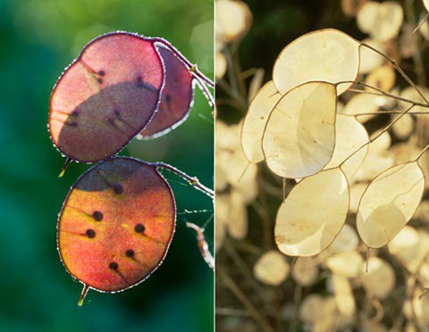 Picture 10 of 10 species of strange plants in the world