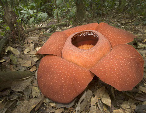 Picture 7 of 10 species of strange plants in the world