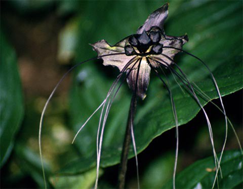 Picture 8 of 10 species of strange plants in the world
