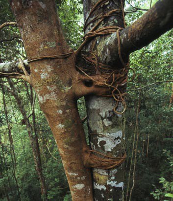 Picture 9 of 10 species of strange plants in the world