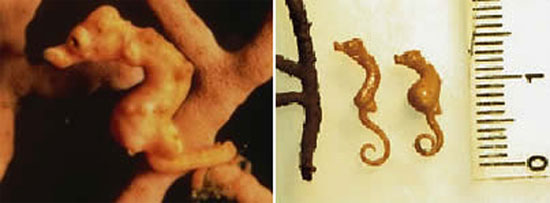 Picture 10 of 10 species of 'tiny' animals in the world