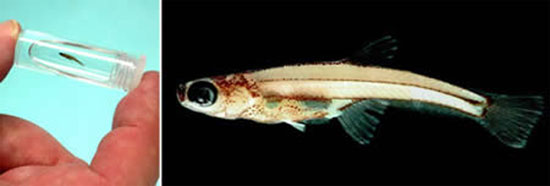 Picture 3 of 10 species of 'tiny' animals in the world