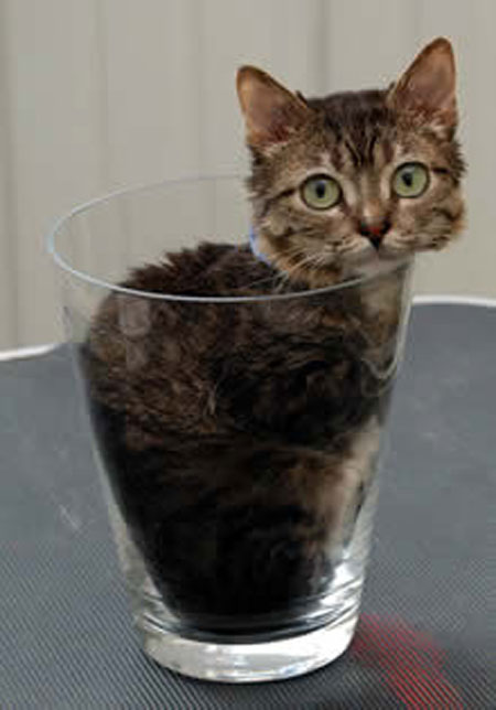 Picture 5 of 10 species of 'tiny' animals in the world
