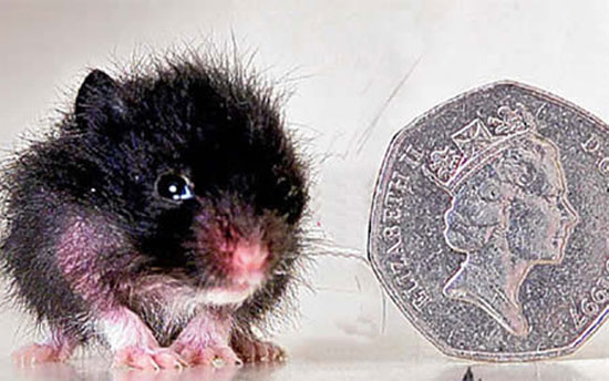 Picture 6 of 10 species of 'tiny' animals in the world