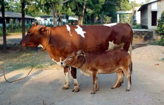 Picture 9 of 10 species of 'tiny' animals in the world