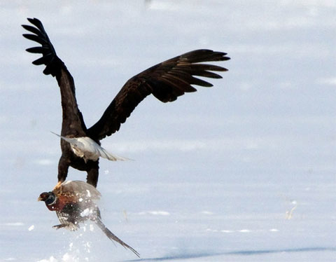 Picture 1 of 10 spectacular action phases of birds