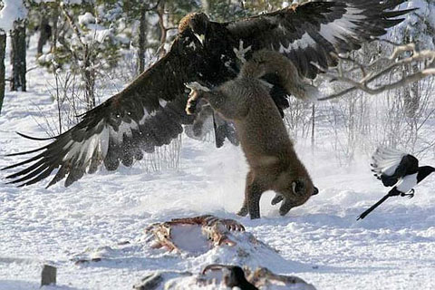 Picture 10 of 10 spectacular action phases of birds