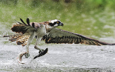Picture 4 of 10 spectacular action phases of birds