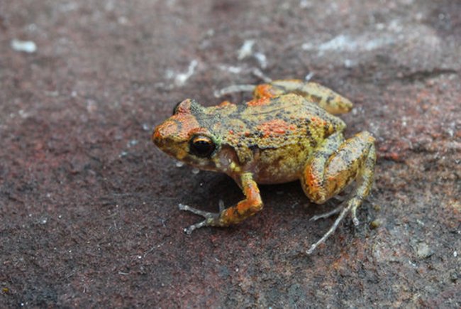 Picture 3 of 10 strange and unbelievable facts about animals you may not know