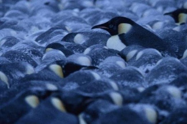 Picture 8 of 10 strange and unbelievable facts about animals you may not know