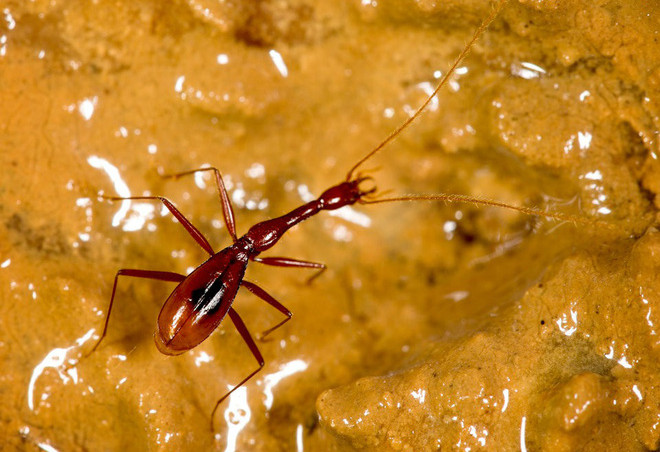 Picture 11 of 10 strange and unique creatures that scientists have discovered in 2018
