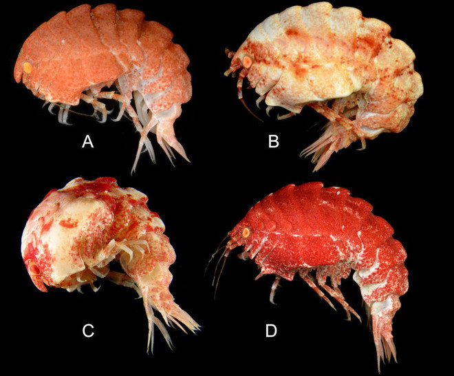 Picture 4 of 10 strange and unique creatures that scientists have discovered in 2018