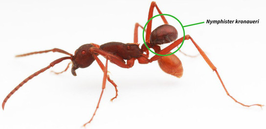 Picture 5 of 10 strange and unique creatures that scientists have discovered in 2018