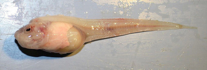 Picture 7 of 10 strange and unique creatures that scientists have discovered in 2018