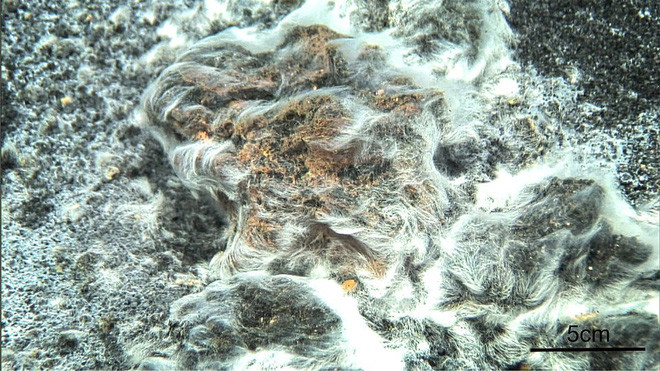 Picture 9 of 10 strange and unique creatures that scientists have discovered in 2018