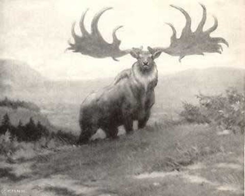 Picture 5 of 10 strange extinct animals