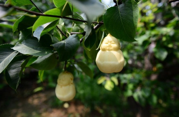 Picture 10 of 10 super expensive fruits in the world
