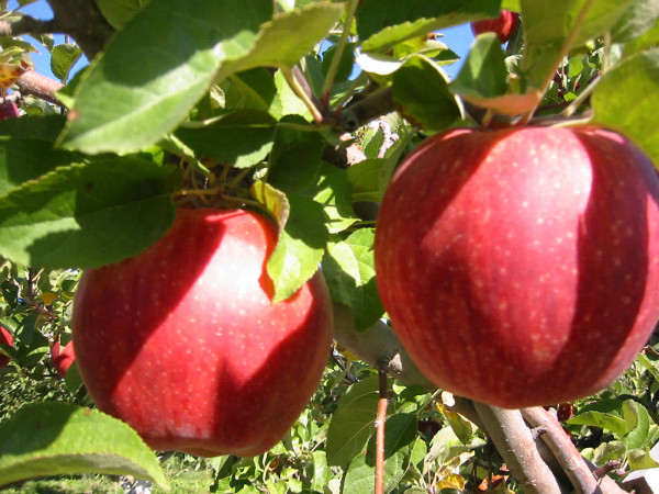 Picture 8 of 10 super expensive fruits in the world