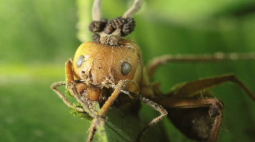Picture 8 of 10 threats threaten the earth