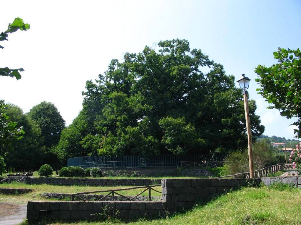 Picture 10 of 10 trees have a longer life expectancy than human civilization