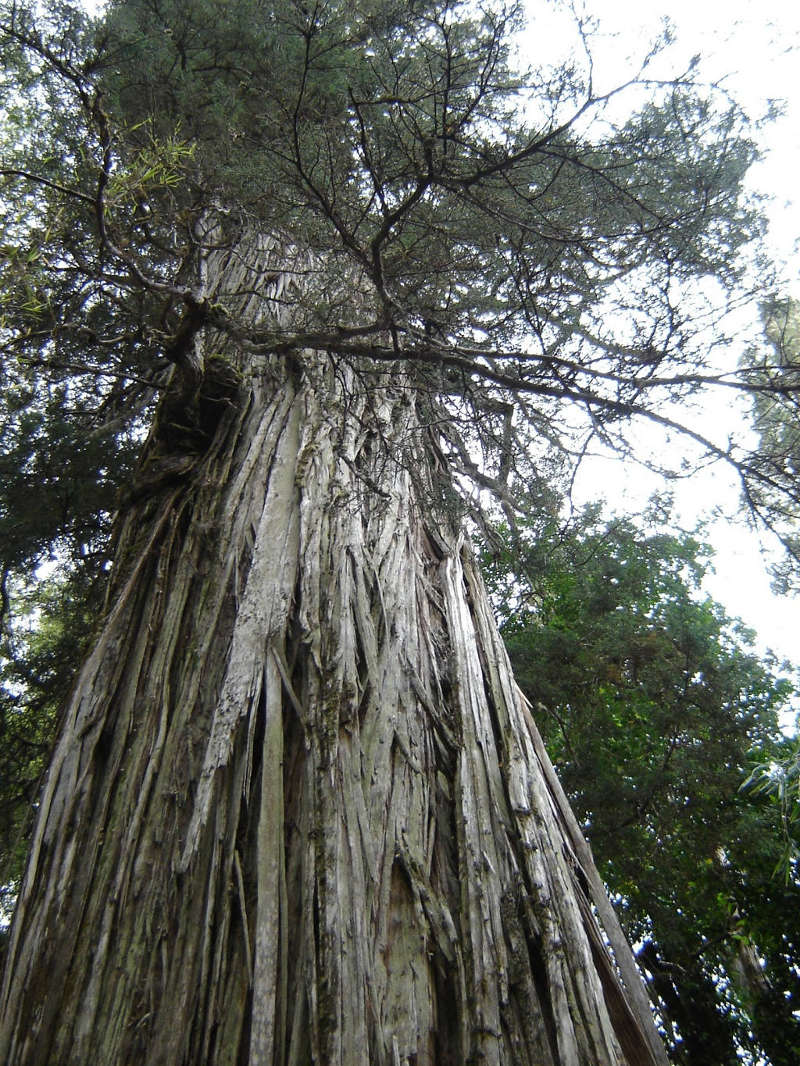 Picture 4 of 10 trees have a longer life expectancy than human civilization