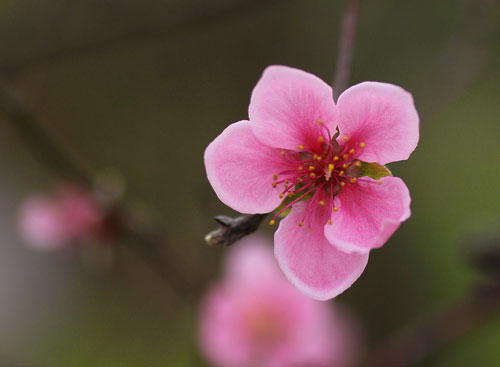 Picture 1 of 10 types of flowers often plugged in the family of the North of New Year