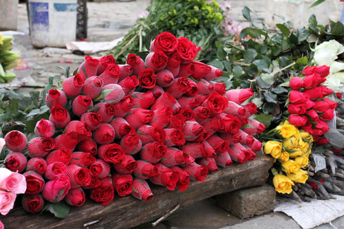 Picture 10 of 10 types of flowers often plugged in the family of the North of New Year